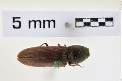 Foto (Dorsalansicht) von Limonius infuscatus (NHMW-ZOO-COL-0008607)